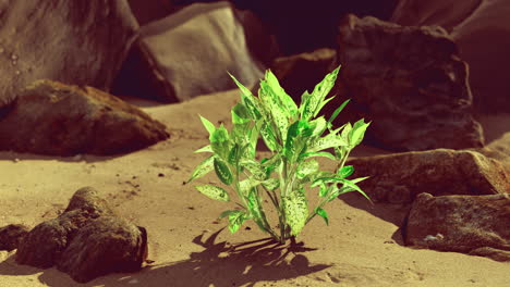 green plant thriving in a rocky desert landscape under bright sunlight