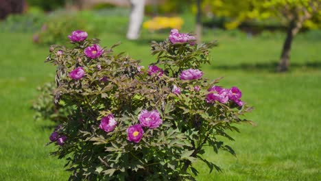 Ein-Wunderschöner-Chinesischer-Pfingstrosenstrauch,-Bedeckt-Mit-Duftenden-Rosa-Blüten