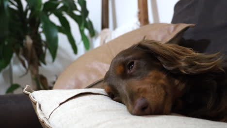 sleeping sausage dog opens its eyes before going back to sleep