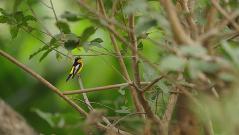 Papamoscas-Rumped-Amarillo-En-Una-Percha-Con-Fondo-De-árboles-Verdes