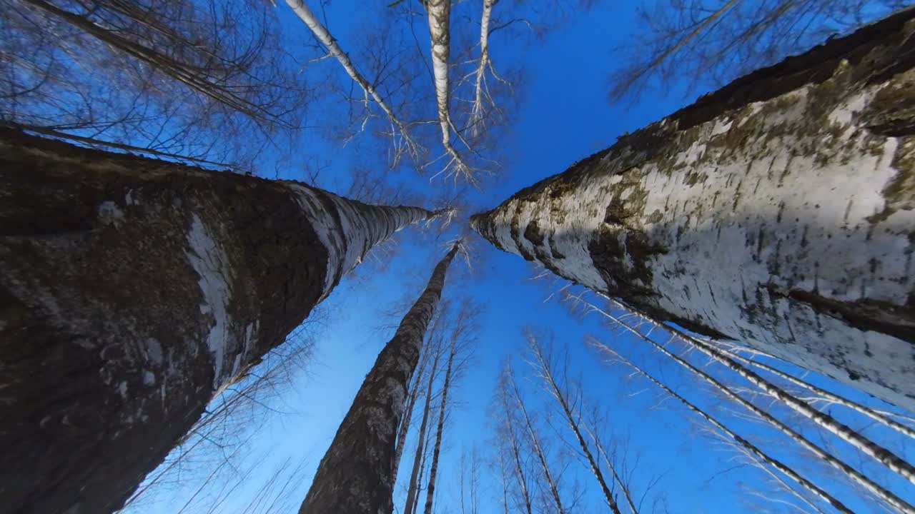 movimiento de la cámara giratoria a través de un estrecho espacio entre los árboles de abedul sin hojas en un día soleado