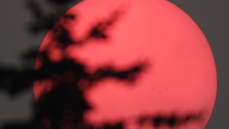 red sun seen through smoke filled sky in wildfires of alberta, canada