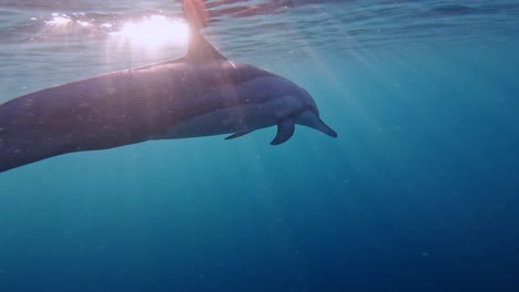 solo beautiful dolphin under the sun rayed tropical waters