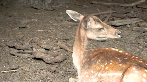 ciervo solitario solo que busca escapar del cautiverio del zoológico