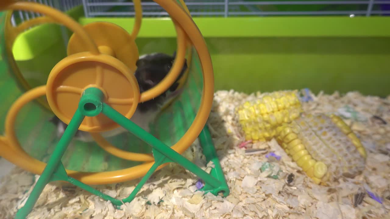 또는 가 바에서 달리고 있습니다.