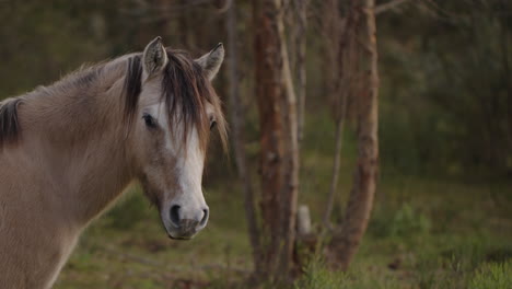 Caballos-Pastando-En-El-Campo-Uruguayo,-Salvajes-Y-Libres-En-Su-Hábitat.