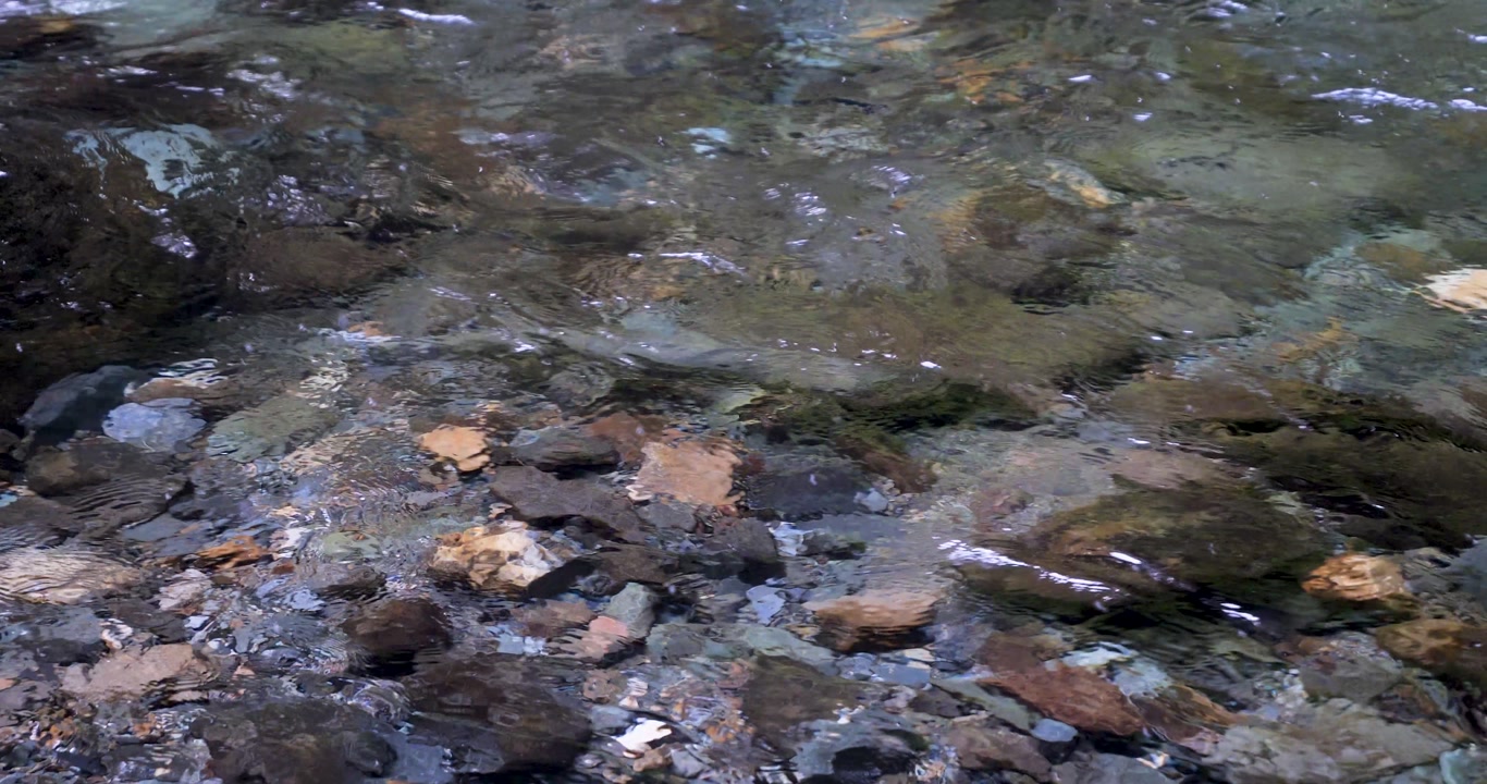 Salmon swimming in Gold Creek, Juneau, Alaska.Closeup.