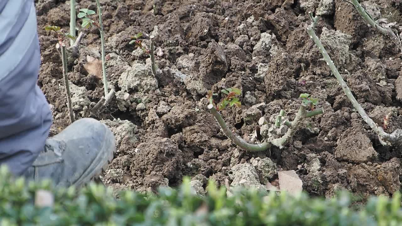 정원에 장미를 심는 것