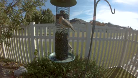 house finches flying in slow motion and eating from a sunflower seed feeder