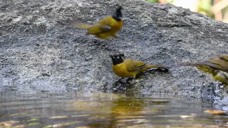 Bulbul-De-Cresta-Negra-Acicalándose-Después-De-Un-Baño-En-El-Bosque-Durante-Un-Día-Caluroso,-Pycnonotus-Flaviventris,-En-Cámara-Lenta