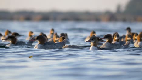 flock of female goosanders swimming in the water