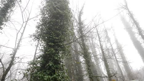 misty forest with ivy-covered trees