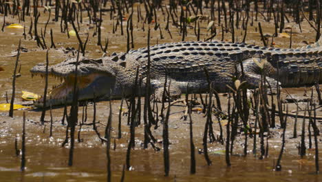 crocodile sunbathing in a mangrove river