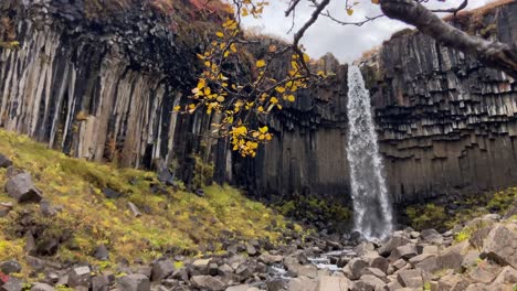 svartifoss pintoresca cascada detrás de un árbol con hojas amarillas de otoño