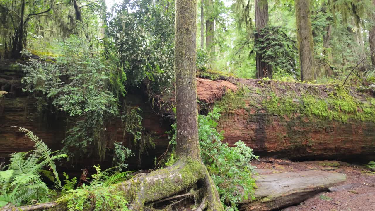 Gimbal wide panning shot of a massive fallen tree in Redwoods National Park near Crescent City, California. 4K