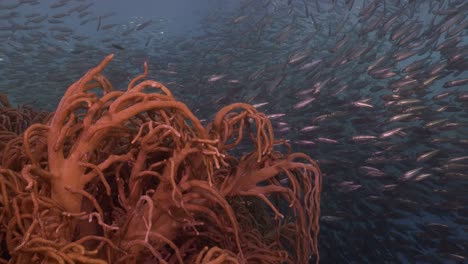 Coral-Blando-Y-Millones-De-Sardinas-Que-Pasan-Por-Un-Mar-Azul-Profundo