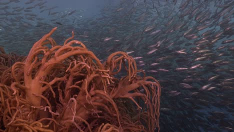 coral blando y millones de sardinas que pasan por un mar azul profundo