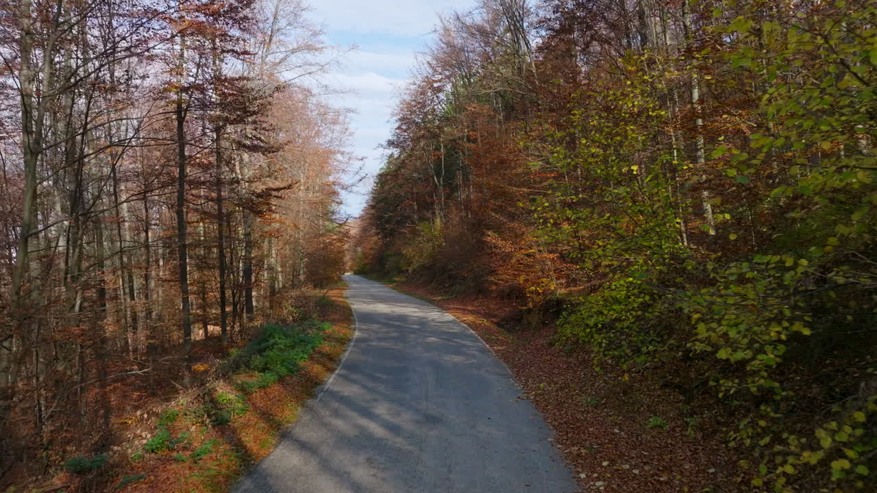 Autumn Road Through a Vibrant Forest