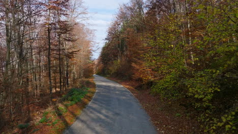 autumn road through a vibrant forest