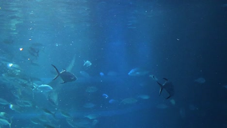 peces nadando dinámicamente en una gran escuela bajo el agua