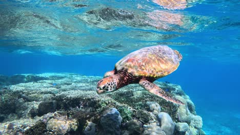 cámara lenta de tortuga verde nadando bajo el mar azul tropical