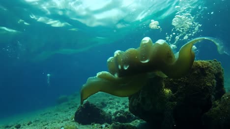 medusas submarinas en un arrecife de coral