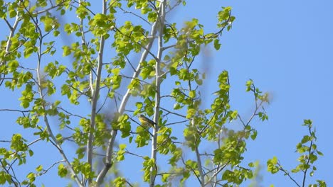 warbler bird perches on branch with green leaves against clear blue sky. low angle, wide shot