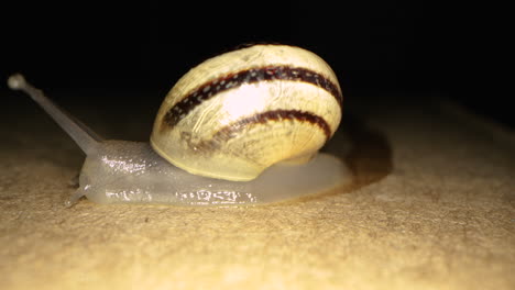 Nahaufnahme-Einer-Gelben-Schnecke,-Die-Sich-Abends-Langsam-Auf-Dem-Boden-Bewegt---Mittelaufnahme