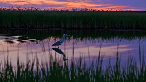 heron standing in water at sunset with reflection