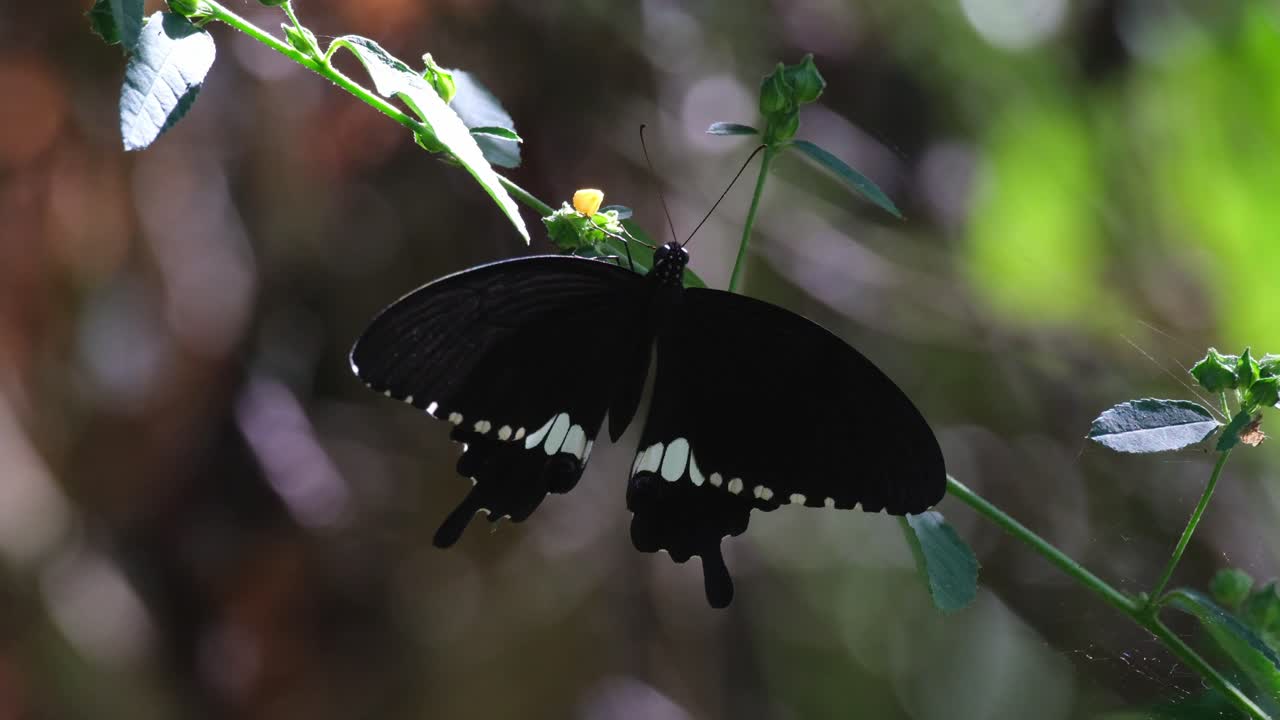 Ormanın Derinliklerinde Eğimli Bir Bitkinin Çiçeğinde Görülen Common Mormon Papilio Polytes, Tayland