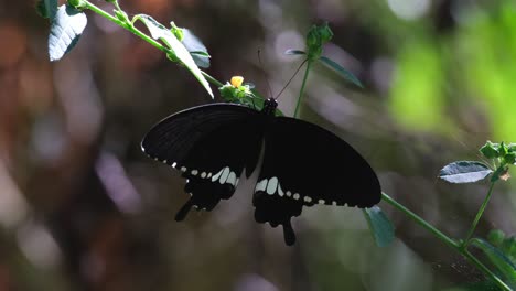 visto en una flor de una planta diagonal en lo profundo del bosque, papilio polytes mormon común, tailandia