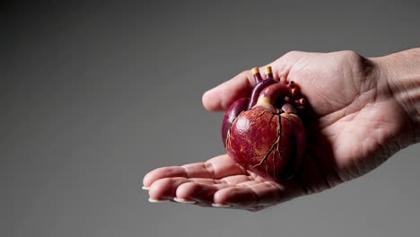 human heart in hand