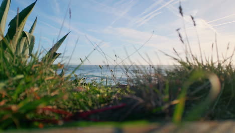 spikelets sway beautiful sea horizon slow motion. green grass moving on breeze