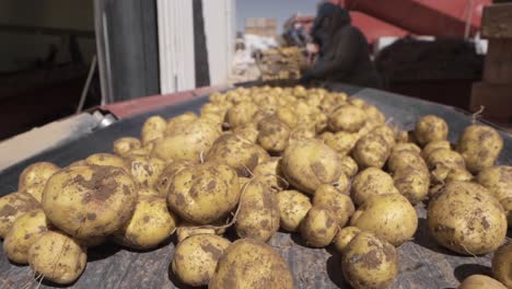cosecha de patatas. trabajadores clasificando patatas en cámara lenta.