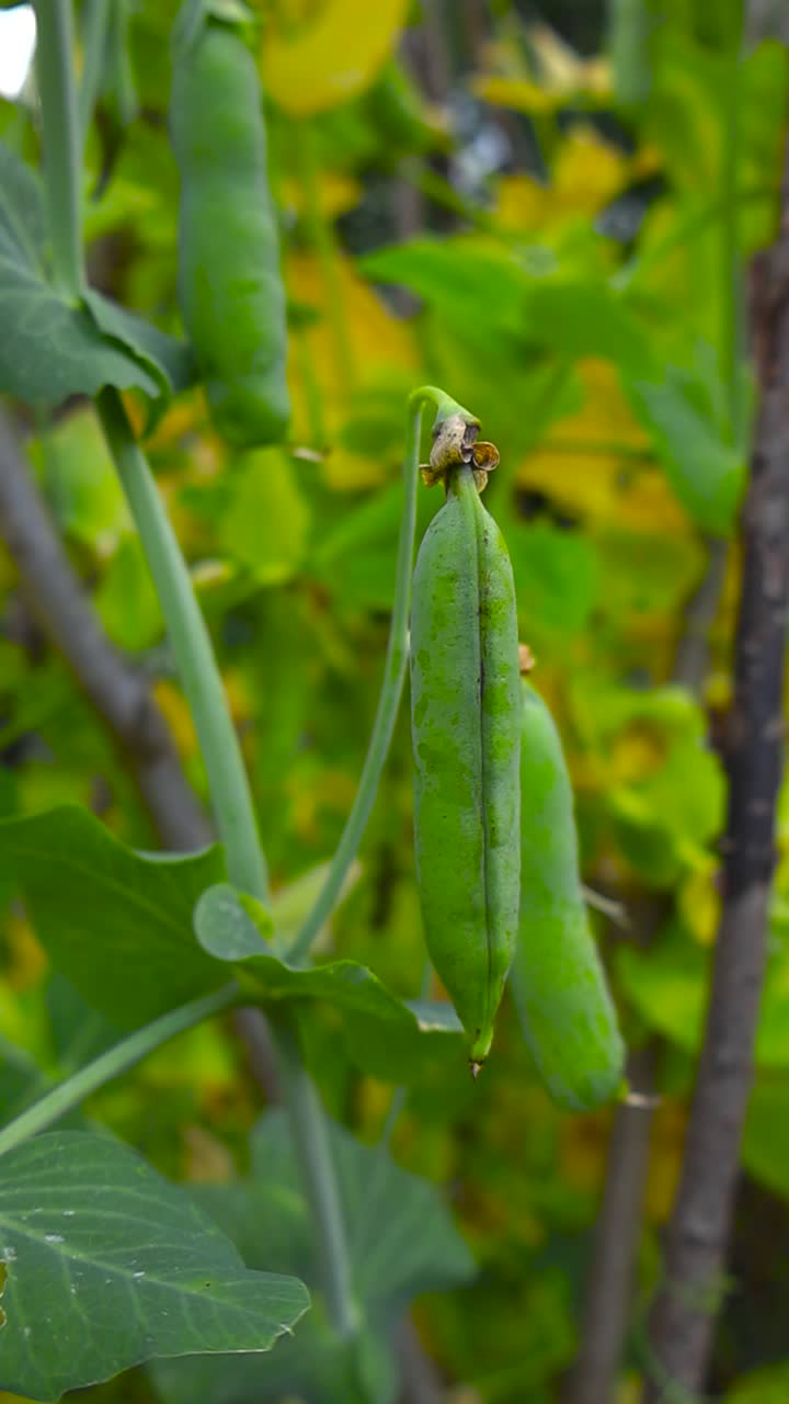 Close up of green fresh and ripe pea pods or peas haning on a leafy green bush in a garden in vertical video. Bokeh blurry background with twigs and branches visible during cloudy day time