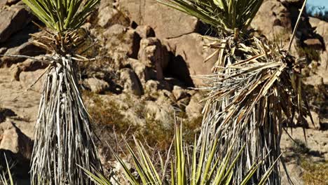 two trees in the joshua tree national park in california with video tilting up