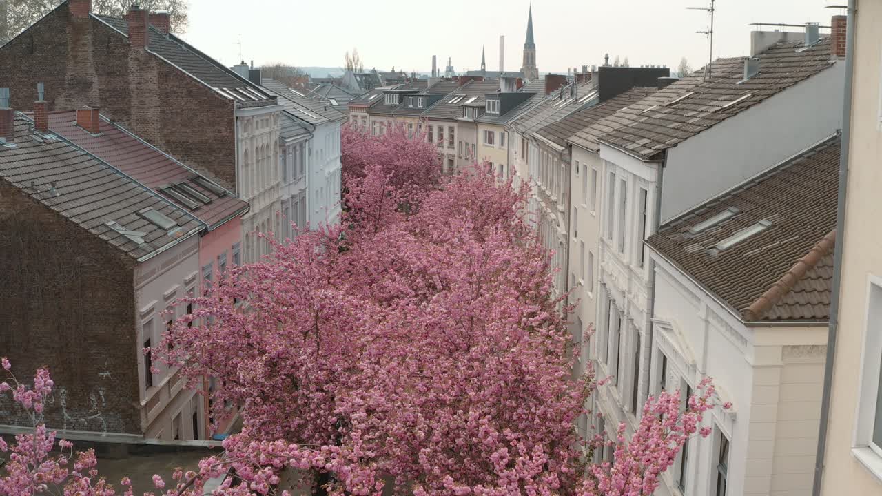 드론 - heerstraße heerstreet breitestraße bonn 25p의 kirschbluete 벚꽃의 공중 드론 샷