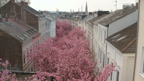 Drone - Aerial drone shot of the Kirschbluete Cherry Blossom in the Heerstraße Heerstreet Breitestraße Bonn 25p