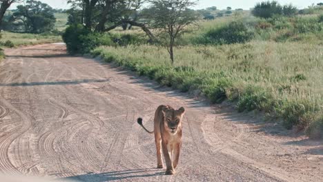 a female kalahari lioness walking on a dirt road in the park looking annoyed
