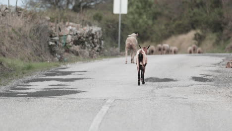 cabra aislada con la pierna lesionada tratando de seguir al rebaño de ovejas caminando por la carretera en el parque natural de serras de aire y candeeiros en portugal - cámara lenta de tiro medio