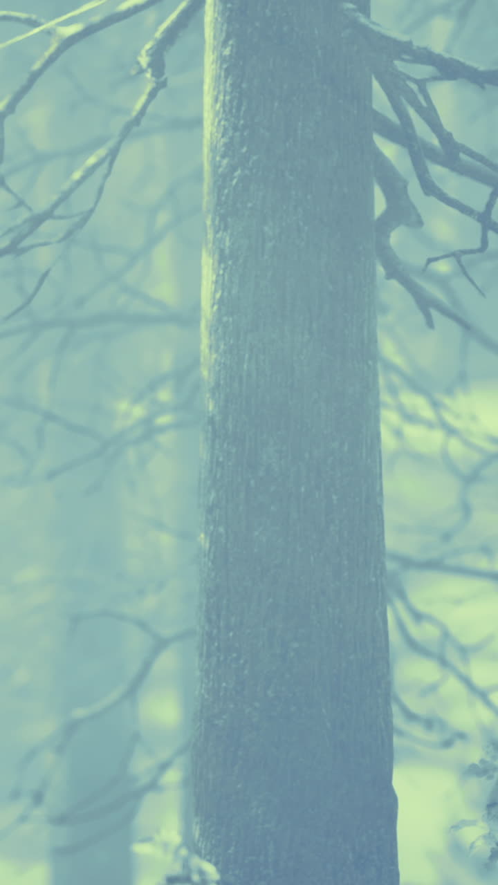 Mystical forest shrouded in fog during early morning hours in winter