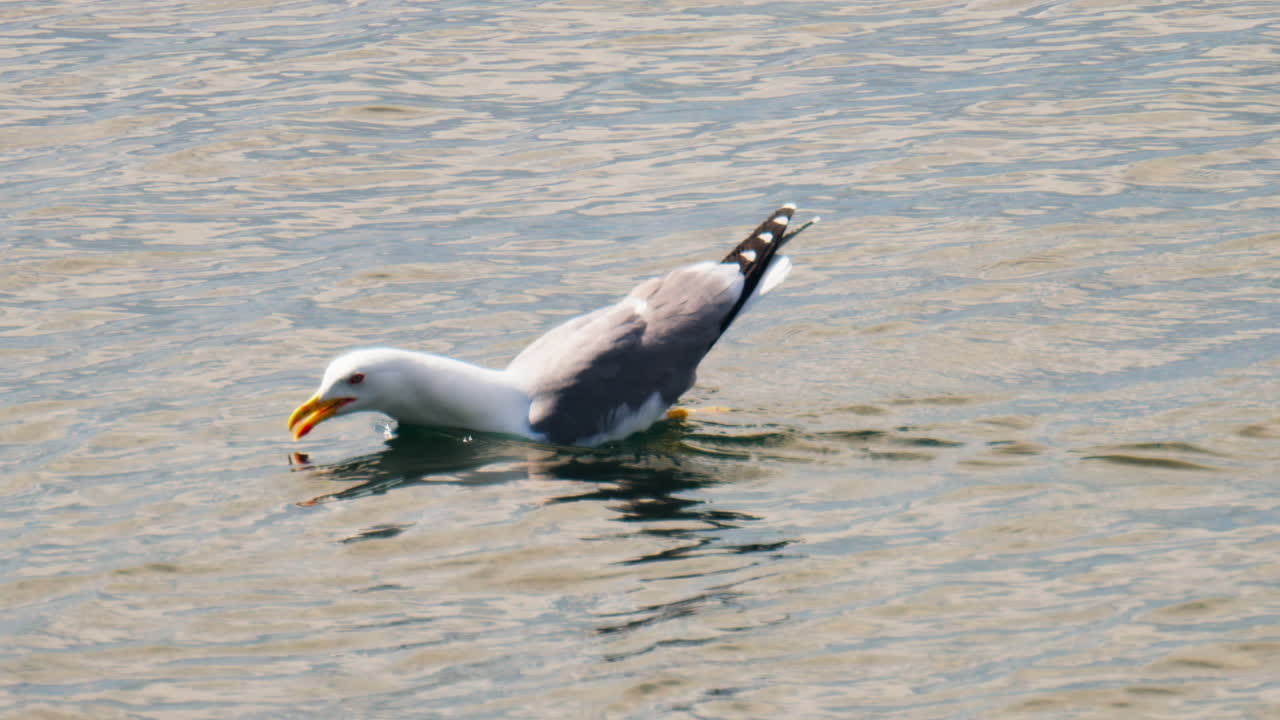 Close up of a seagull swimming in the sea