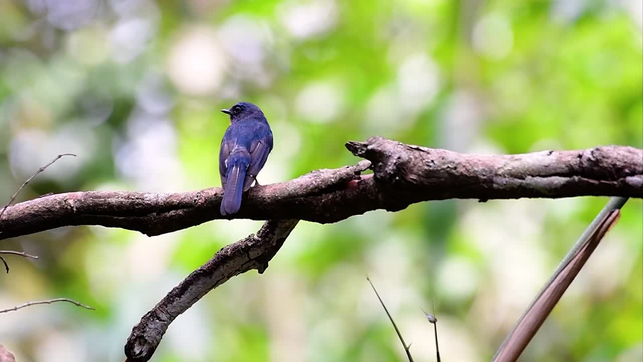 el papamoscas azul de la colina se encuentra en un hábitat de gran altura, tiene plumas azules y un pecho anaranjado para el macho, mientras que la hembra es de color marrón canela pálido y también con un pecho anaranjado en transición