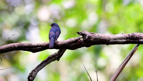 El-Papamoscas-Azul-De-La-Colina-Se-Encuentra-En-Un-Hábitat-De-Gran-Altura,-Tiene-Plumas-Azules-Y-Un-Pecho-Anaranjado-Para-El-Macho,-Mientras-Que-La-Hembra-Es-De-Color-Marrón-Canela-Pálido-Y-También-Con-Un-Pecho-Anaranjado-En-Transición