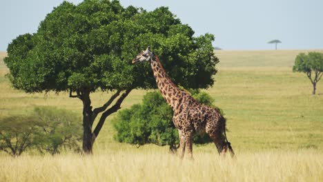 Toma-En-Cámara-Lenta-De-Jirafa-Caminando-En-El-Exuberante-Desierto-De-Maasai-Mara-Rodeado-De-árboles,-Vida-Silvestre-Africana-En-La-Reserva-Nacional,-Kenia,-Animales-De-Safari-De-áfrica-En-La-Conservación-Del-Norte-De-Masai-Mara