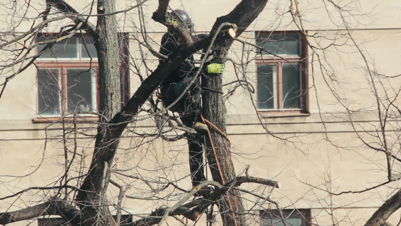 Arborist Cuts Linden Trees in the Center of Riga, Latvia. Climber Arborist Working at Tree. Arborist at Work Cutting a Tree Branch Using a Saw.