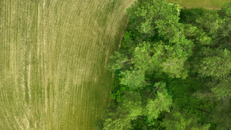 aerial footage capturing a close-up view of a curved field edge meeting a patch of trees