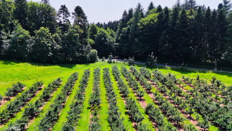 lots of bushes grow in rows in the countryside. beautiful green forest grows around the agricultural field