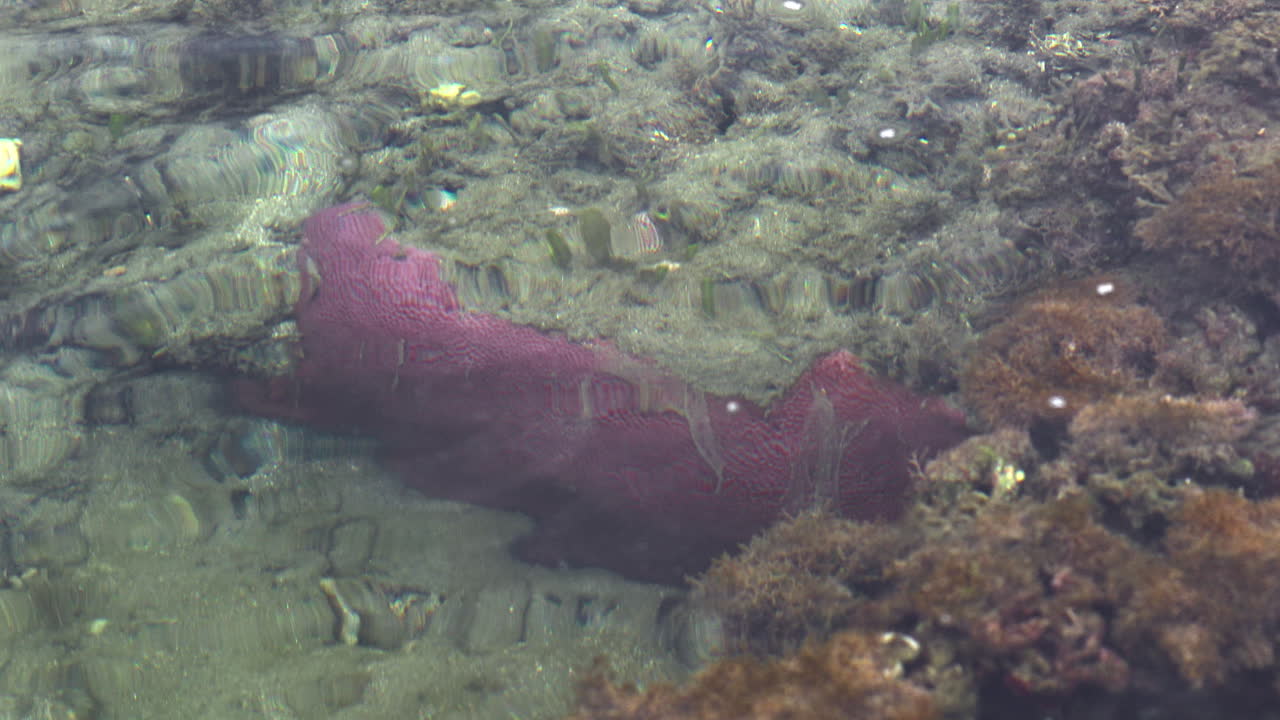 slow motion shot of purple coral in a small tide pool at punta burja