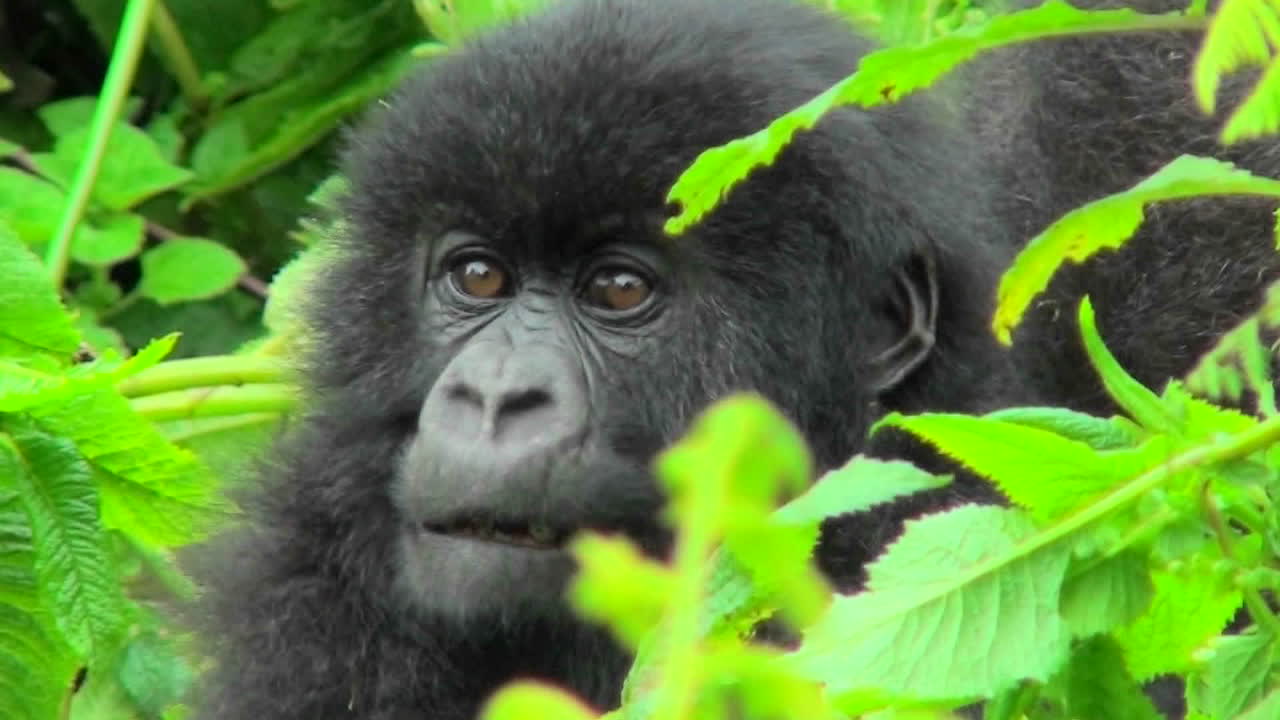 Un cucciolo di gorilla di montagna siede nella vegetazione della foresta pluviale ruandese